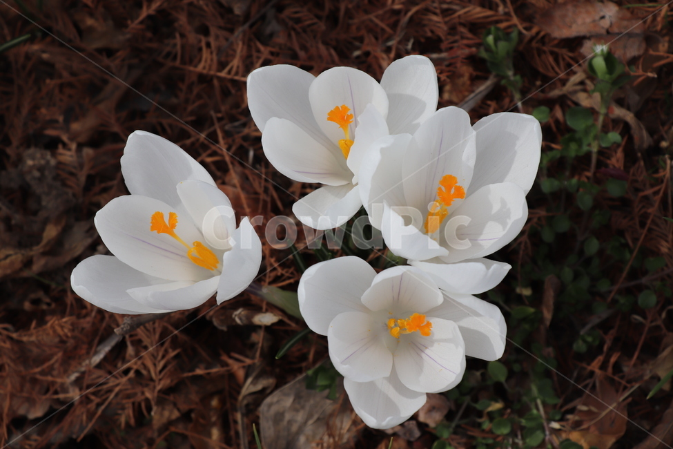 plant,식물,꽃,봄,flower,식물,자연,plants,nature,꽃,flower