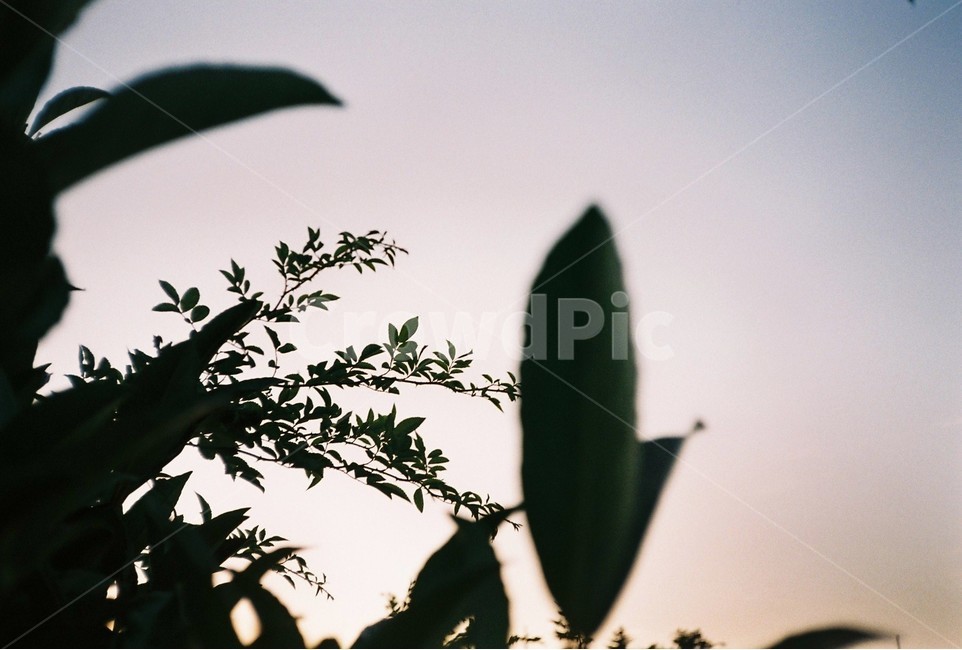 하늘,노을,식물,나뭇잎,자연,식물,자연,plants,nature