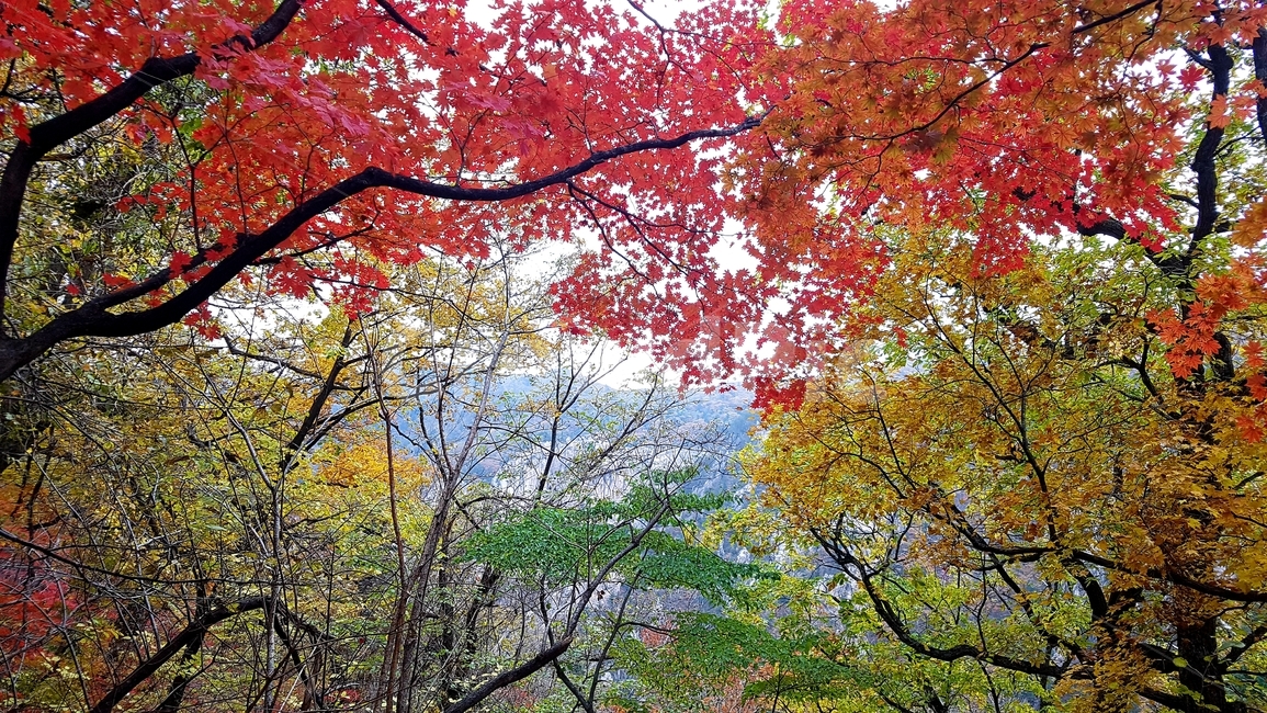 설악산,국립공원,가을,단풍,천불동계곡,옥빛소,가을,계절,fall,autumn,season,자연,풍경,nature,landscape,한국자연풍경,한국자연경관,korea nature landscape,tree,나무,plant,식물,leaf,잎,maple