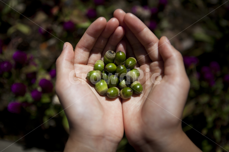 도토리,손,열매,정성,acorn,fruits,hands,hangingthing,과일,열매,fruit