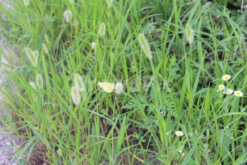 강아지풀,풀,똥풀,풀떼기,꽃,식물,자연,plants,nature,동물,animal,곤충,벌레,insect,bug
