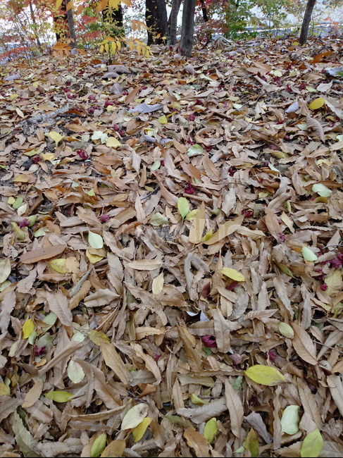 단풍,단풍잎,단풍나무,가을,leaf,잎,plant,식물,tree,나무,계절,fallautumnseason,outdoors,옥외,자연풍경,naturelandscape,낙엽,가을,계절,fall,autumn,season,식물,자연,plants,nature,ground,바닥
