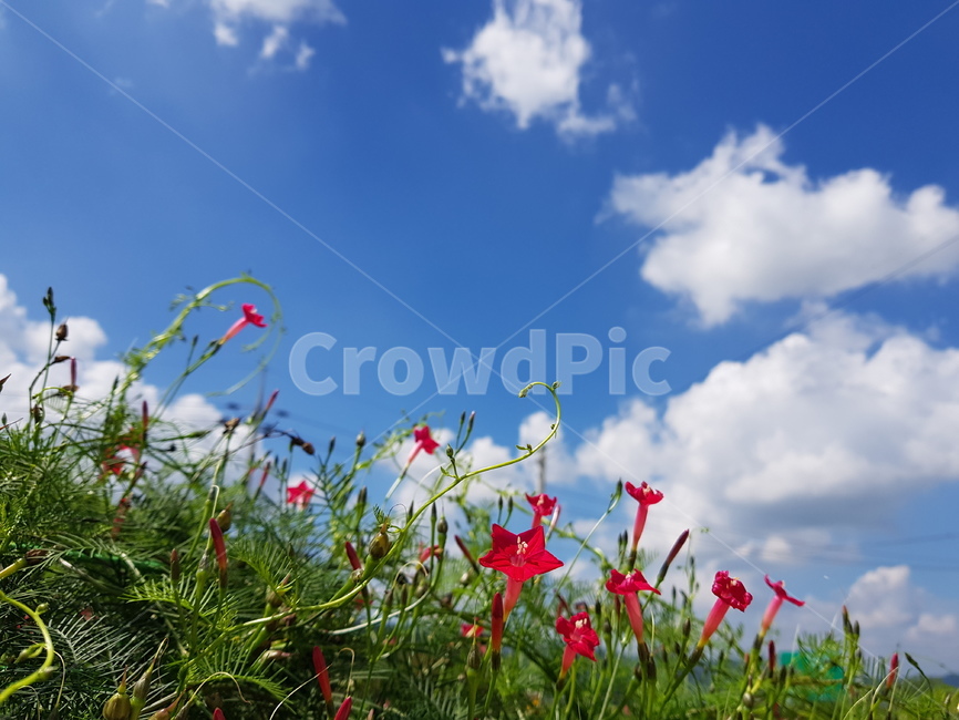 자연,꽃,풍경,하늘,sky,푸른색,하얀색,빨강색,초록색,자연,풍경,nature,landscape,outdoors,옥외,grassland,목초지,field,들