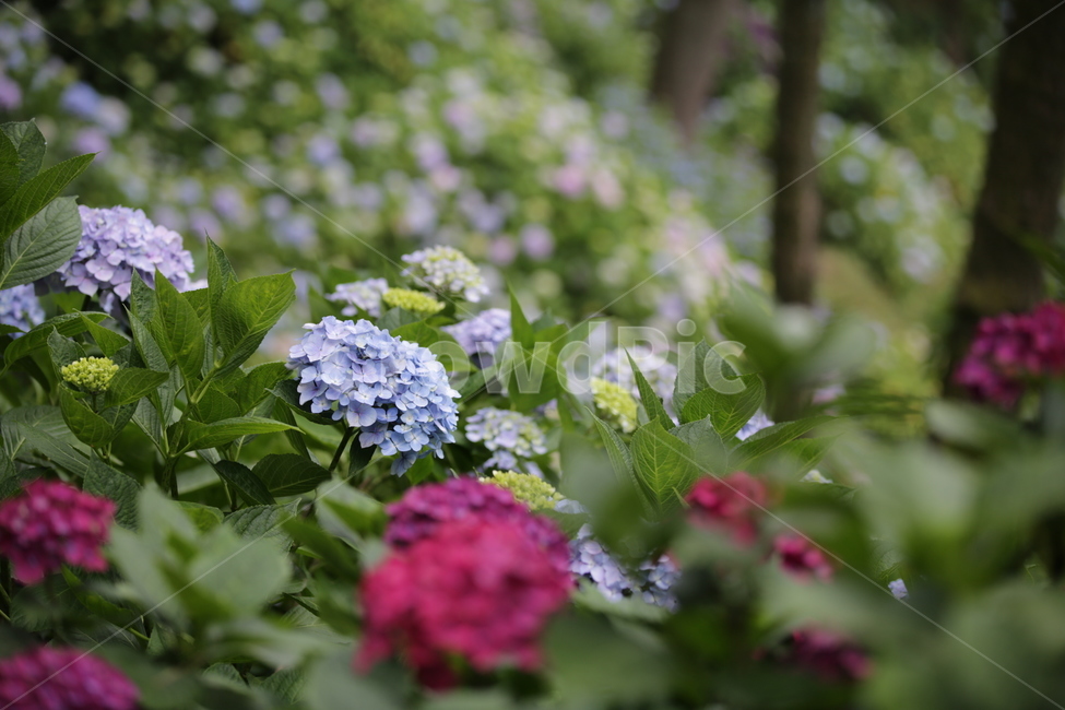 수국,Bigleafhydrangea,쌍떡잎식물,장미목,낙엽관목,수국꽃,식물,자연,plants,nature,꽃,flower,식물,자연,plants,nature,꽃,flower