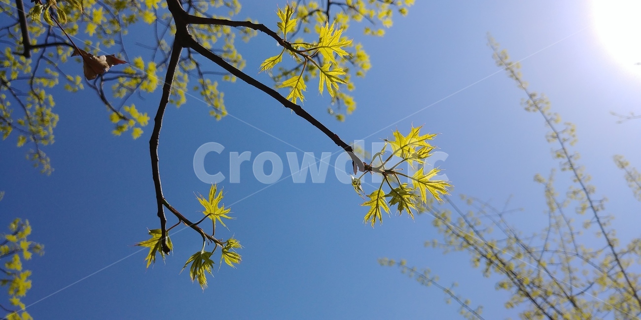 꽃,봄,plant,flower,노란꽃,하늘,맑음,spring