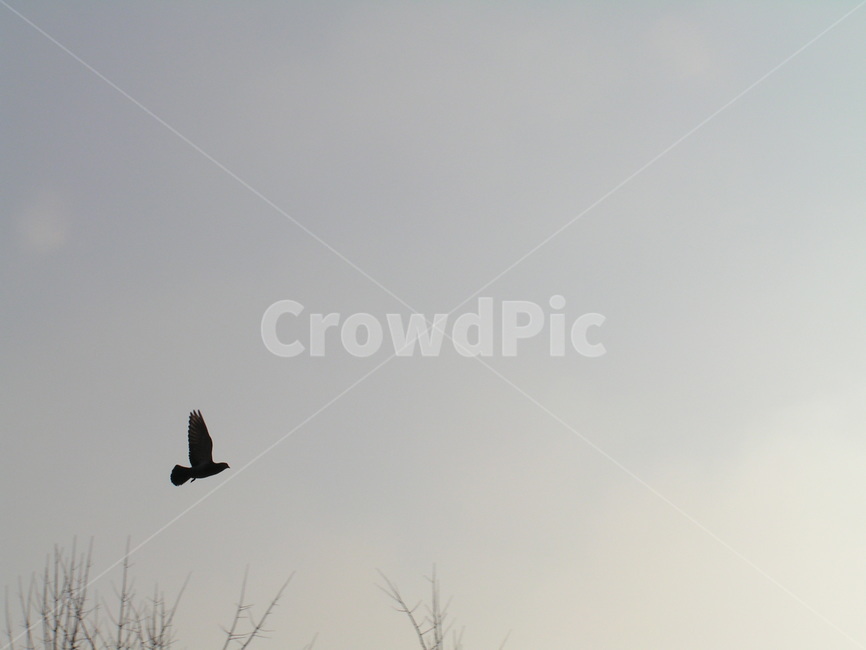 날다,새,동물,하늘,날개,동물,animal,조류,새,birds