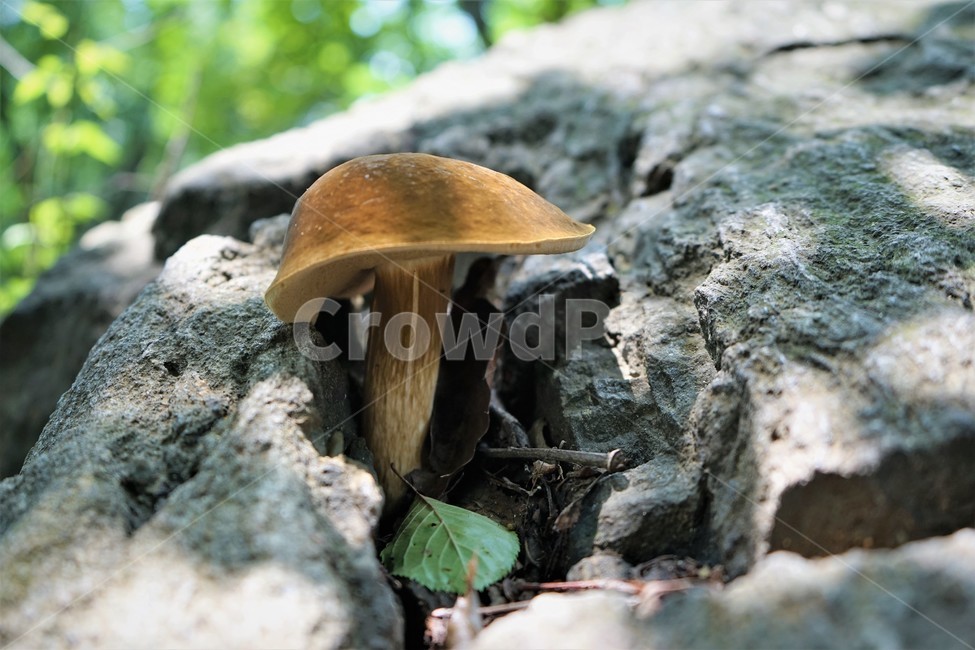버섯,자연,산,숲,mushroom,nature,forest,버섯,mushroom