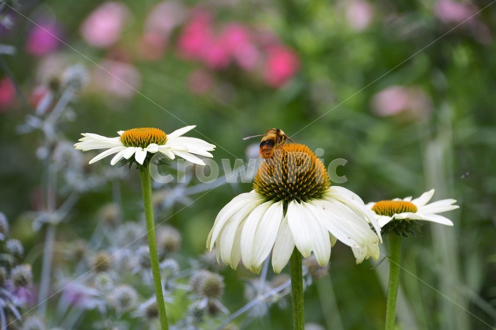 꽃,곤충,자연,봄,정원,아름다움,식물,자연,plants,nature,꽃,flower,동물,animal,곤충,벌레,insect,bug