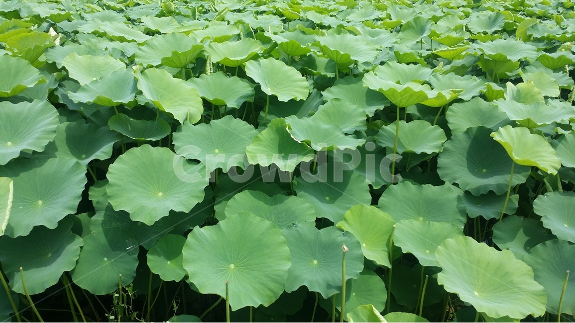 연꽃잎,연꽃,초록배경,자연,연잎,연못,공원,식물,자연,plants,nature