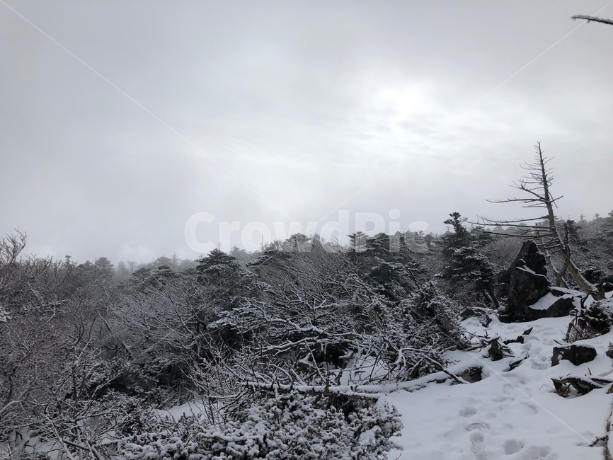 한라산,hallamountian,설산,성판악,눈오는한라산,겨울,계절,winter,season,자연,풍경,nature,landscape,tree,나무,plant,식물,fir,전나무,outdoors,옥외