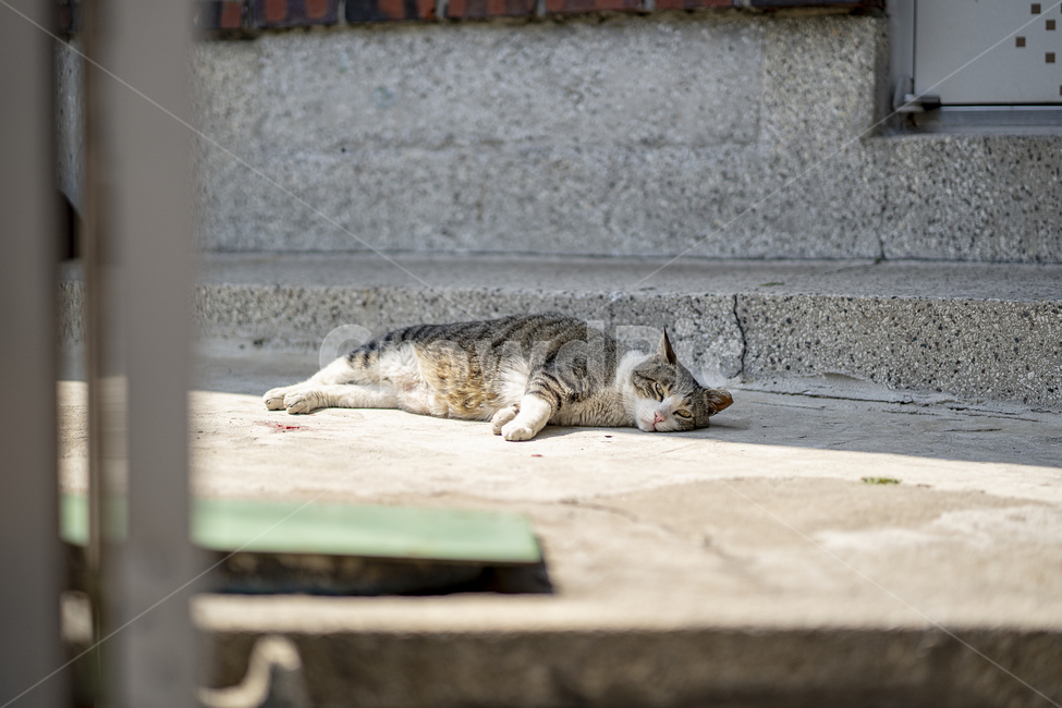 고양이,냥이,피곤한,노곤한,햇살