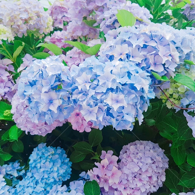 수국,꽃,식물,자연,계절,봄,여름,색상,감성,파랑색,핑크색,푸른색
