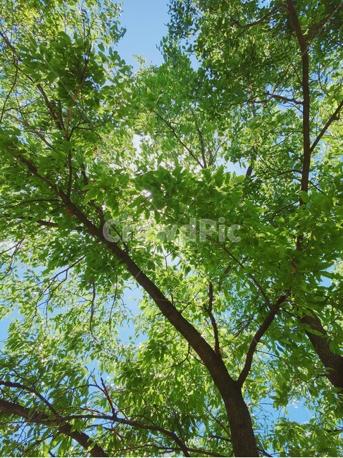 식물,plant,초목,vegetation,나무,tree,나뭇잎,푸름,푸르름,상쾌