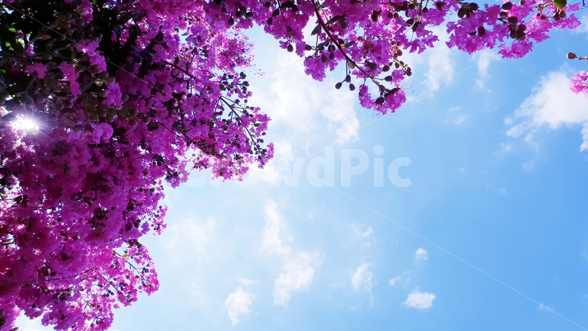 배롱나무,백일홍,꽃,식물,여름,자연,plants,nature,green,분홍,나무,자연,풍경,nature,landscape,spring,봄,plant