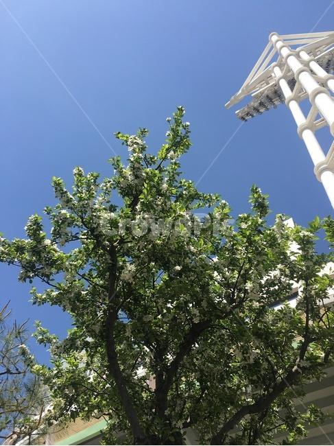 나무,tree,plant,하늘,식물,sky,봄