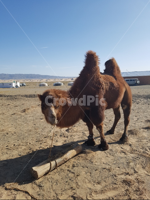 낙타,몽골,동물,초원,사막,동물,animal,포유류,mammal