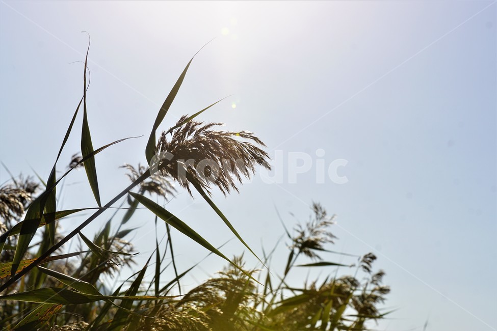 가을,갈대,식물,자연,하늘,빛,감성,sky,nature,fall,autumn,season,태양,가을,계절,fall,autumn,season,grass,잔디,plant,lawn,reed