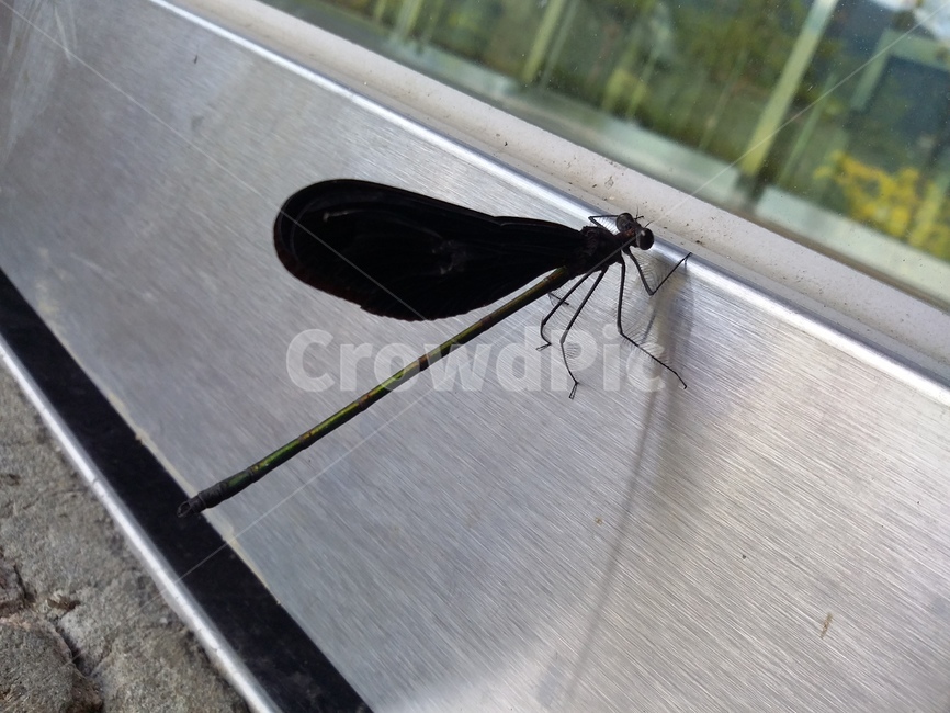 곤충,동물,잠자리,문,insect,곤충,벌레,insect,bug