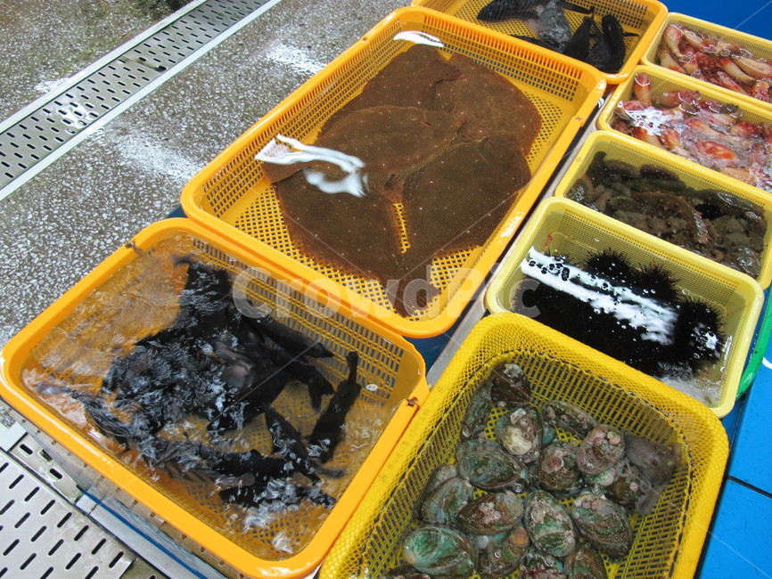 수산시장,부산,광어,우럭,회,회센터,횟집,바닷가,바다,해산물,시장,마트,마켓,market,mart,market place,음식,식재료,요리,food,cook,meal,dishes,food reserves,수산물,해산물,fishery products,seafood