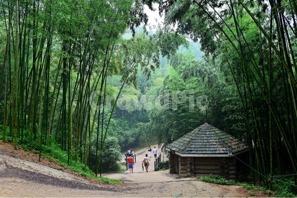 outdoors,옥외,nature,자연,building,건물,person,사람,human,인간,plant,식물,bamboo,대나무,담양,죽녹원,대나무밭