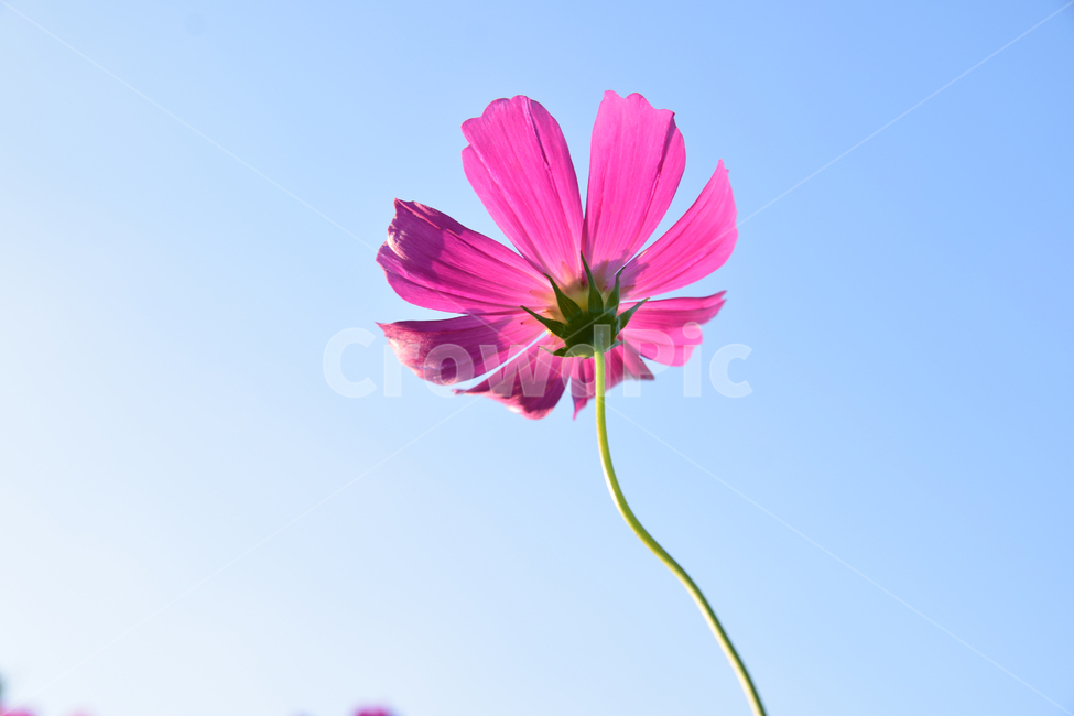코스모스,코스모스꽃,꽃,가을,가을꽃,꽃받침,하늘,식물,국화과,꽃잎,cosmos,flower,fall,autumn,plant,blossom,flowercup,petal,식물,자연,plants,nature,꽃,flower