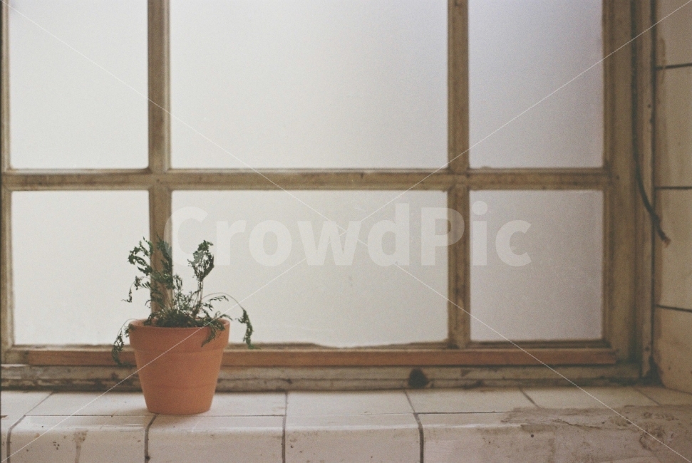 화분,창문,필름카메라,필름사진,감성,감성사진,window,창틀,색감,빈티지,일상,식물,자연,plants,nature,실내용화초,화분,화초,house plant,감성,sensible,feeling,빈티지사진,빈티지느낌,빈티지감성,vintage
