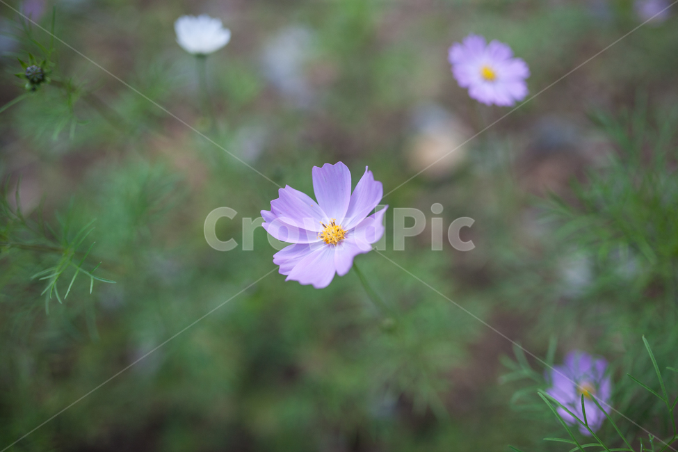 구절초,들꽃,꽃,가을,식물,botanical,flowers,가을,계절,fall,autumn,season,식물,자연,plants,nature,꽃,flower,plant,daisies,데이지,blossom,daisy