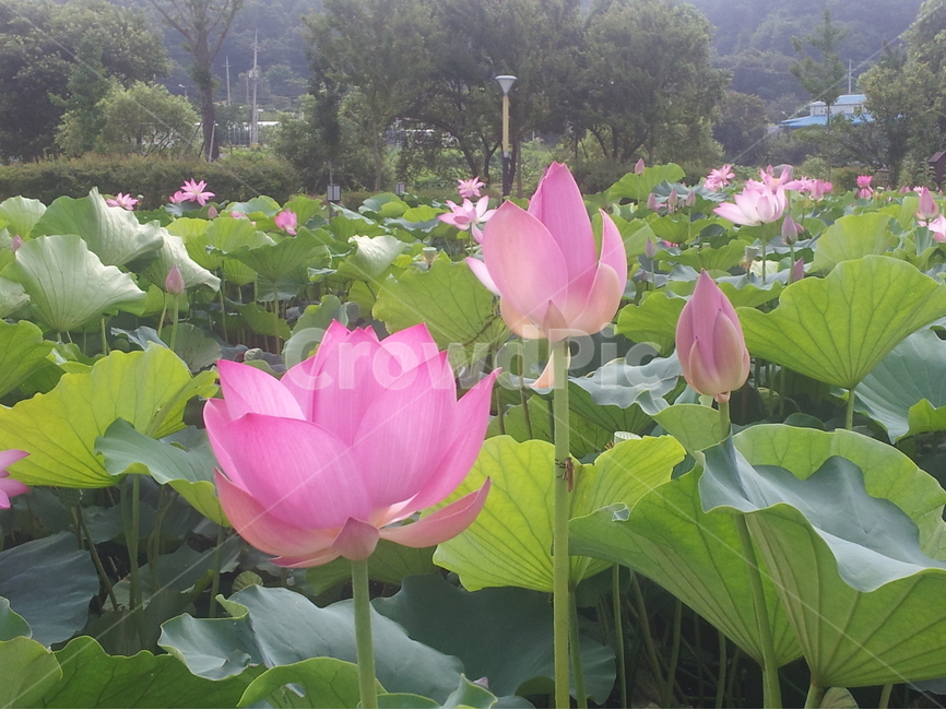 연꽃,여름,핑크,풍경,연못,식물,자연,plants,nature,꽃,flower