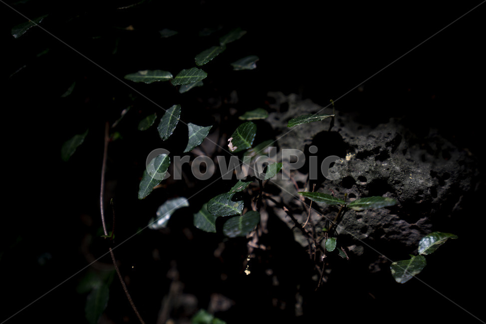 숲,숲길,제주도,제주숲길,forest,wood,leaf,나무,나뭇잎,tree,green,돌,바위,현무암,stone,rock,jeju,landscape