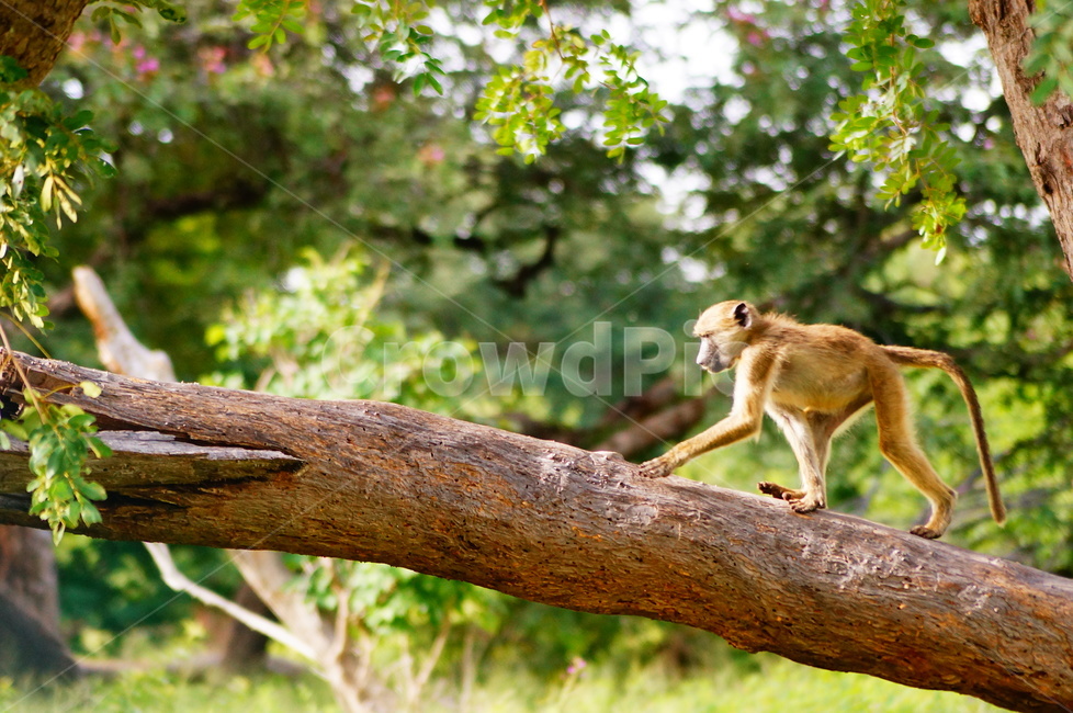 원숭이,monkey,mammal,포유류,야생동물,wildlife,동물,animal,아프리카,동물,animal,포유류,mammal