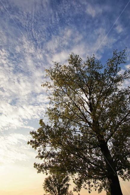 나무,tree,식물,plant,노을,sunset,하늘,sky,식물,자연,plants,nature,나무,trees,wood