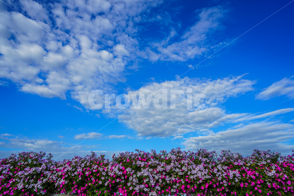 꽃,화초,식물,하늘,구름,풍경,자연,풍경,nature,landscape,outdoors,옥외,azure sky,푸른 하늘,sky