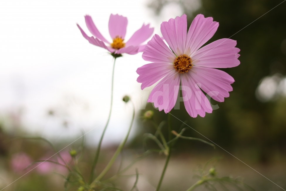 코스모스,cosmos,가을,가을꽃,flower,fall,autumn,캐논200D,canon200D,가을,계절,fall,autumn,season,식물,자연,plants,nature,꽃,flower,감성,sensible,feeling,plant,daisy,데이지,blossom,daisies