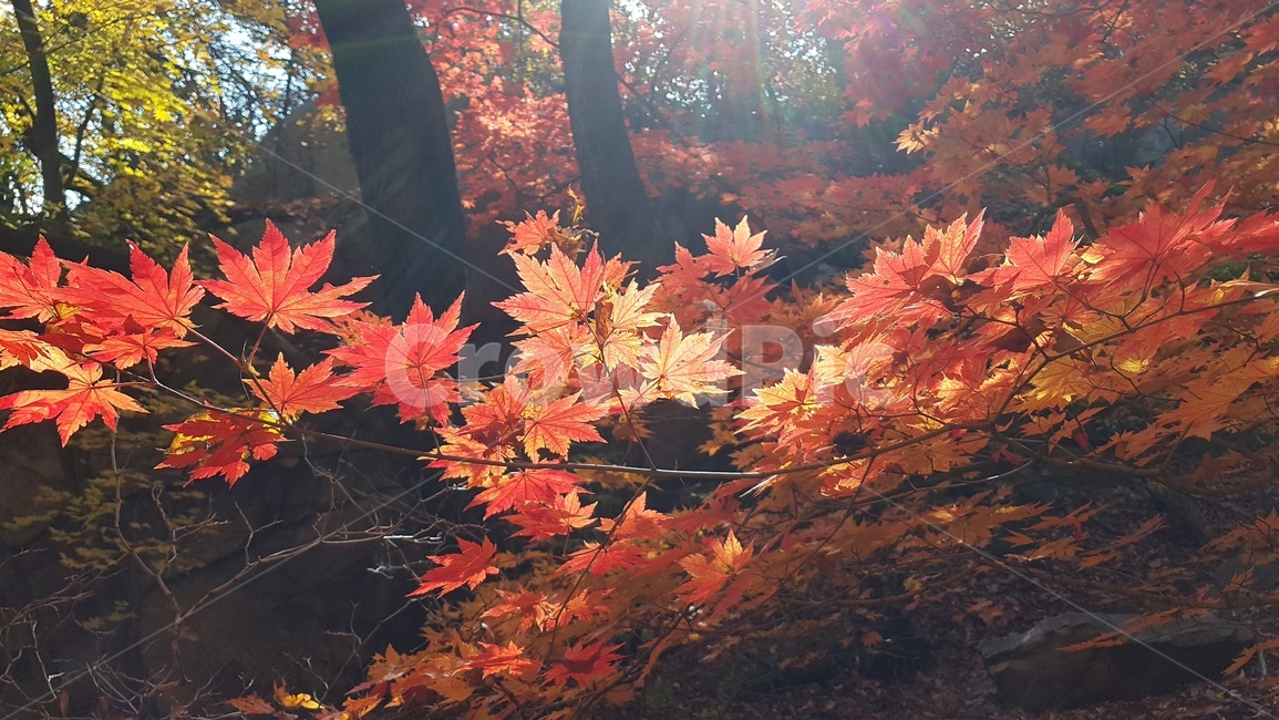 도봉산,단풍,도봉산단풍,가을풍경,단풍나무,단풍잎,도봉산거북골,가을,계절,fall,autumn,season,leaf,잎,plant,식물,tree,나무,maple