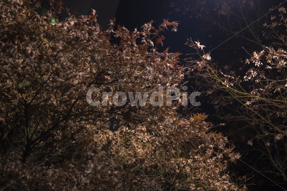 밤,나무,연말,그리움,쓸쓸한,가을,계절,fall,autumn,season,야경,밤,풍경,nightscape,night,landscape,식물,자연,plants,nature