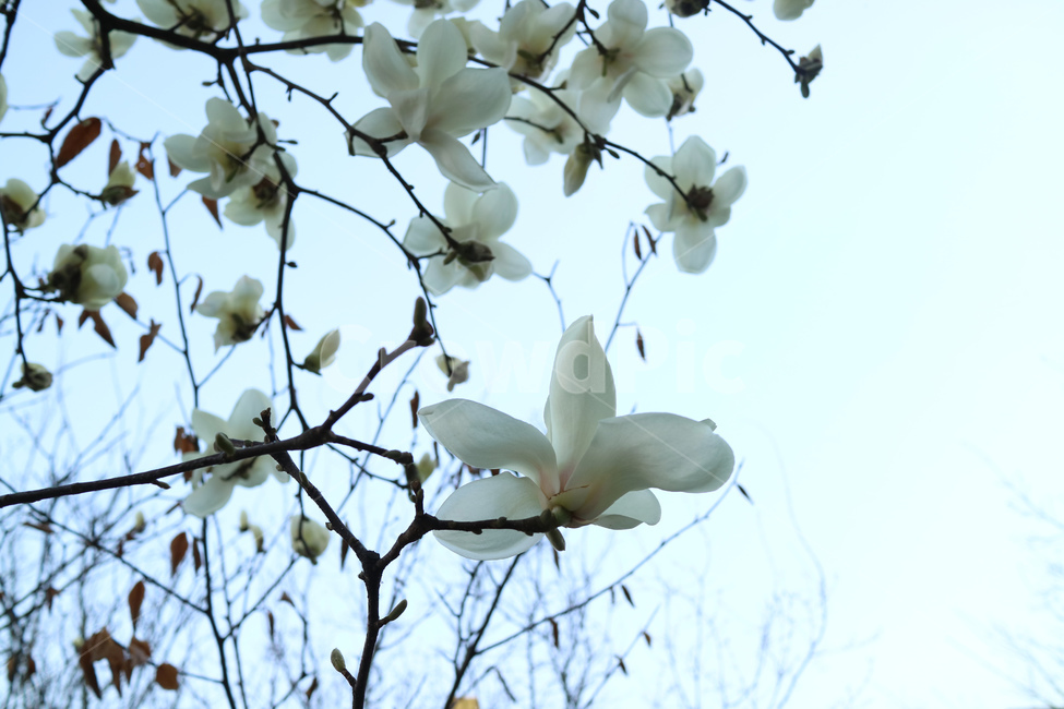 목련,꽃,봄,식물,자연,꽃송이,흰꽃,하얀꽃,백목련,시작,꽃봉오리,나무,나뭇가지,계절,배경,배경이미지,백그라운드,봄,계절,spring,season,식물,자연,plants,nature,꽃,flower,plant