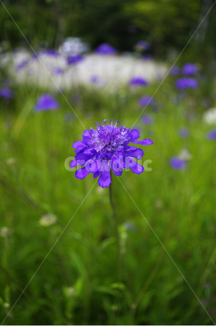 꽃,식물,flower,plant,솔체,식물,자연,plants,nature,꽃,flower