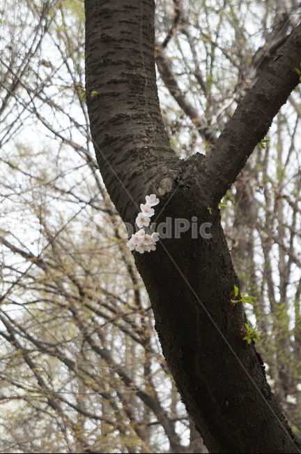 나무,tree,벚꽃,식물,plant,꽃,flower,꽃,flower,나무,trees,wood
