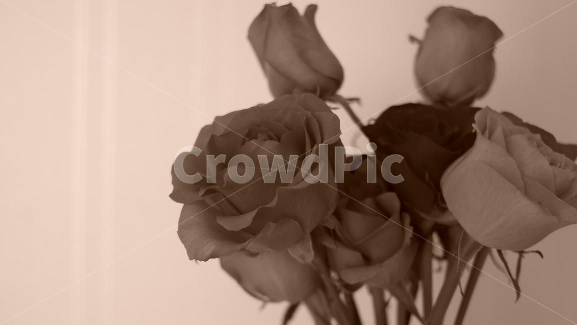 장미,꽃,세피아,화분,꽃다발,꽃,flower,흑백,모노톤,monochrome,black and white