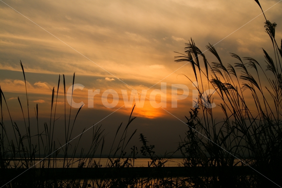 노을,갈대,해질녘,가을,석양,자연,풍경,nature,landscape,가을,계절,fall,autumn,season,grass,잔디,plant,식물,lawn,reed