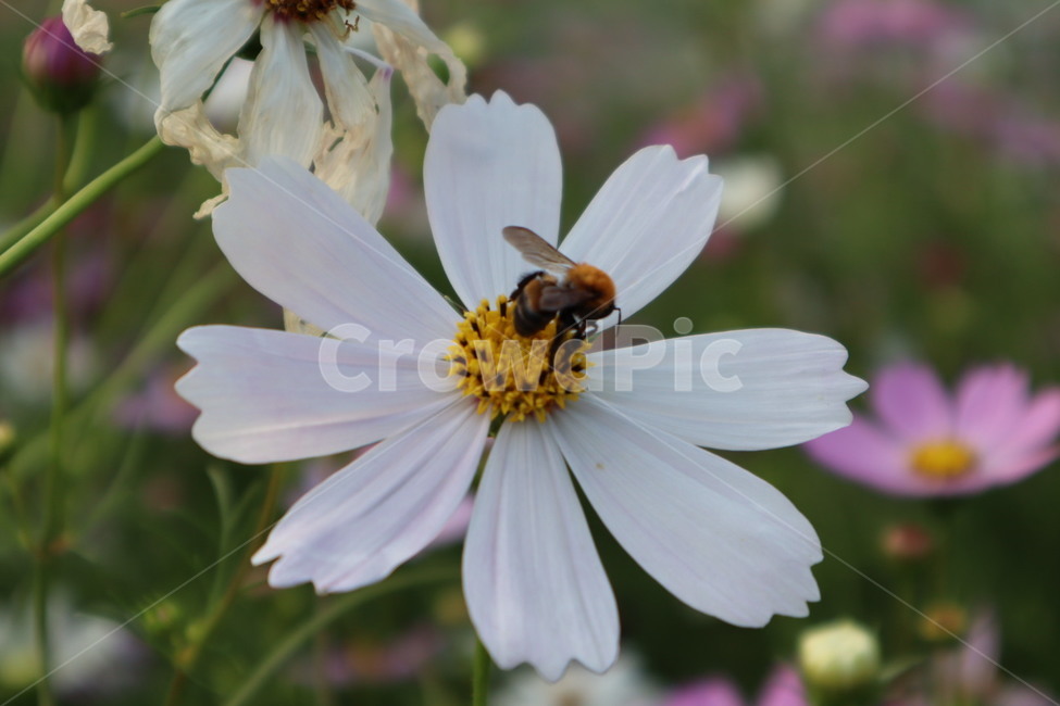 벌,bee,pollen,apidae,식물,plant,식물,자연,plants,nature,꽃,flower