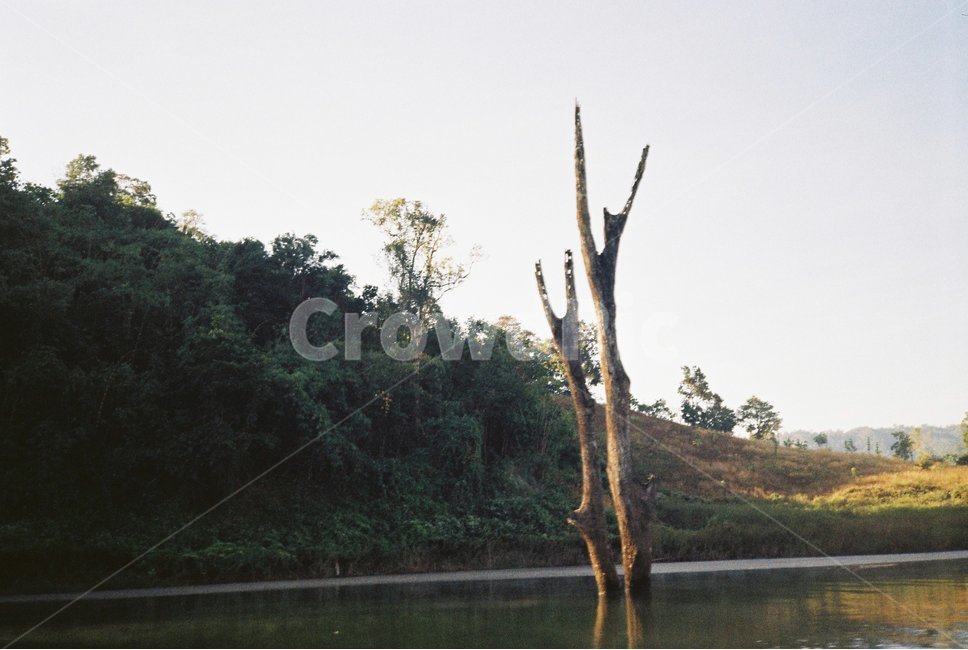 나무,강,호수,가을,겨울,식물,자연,plants,nature,나무,trees,wood