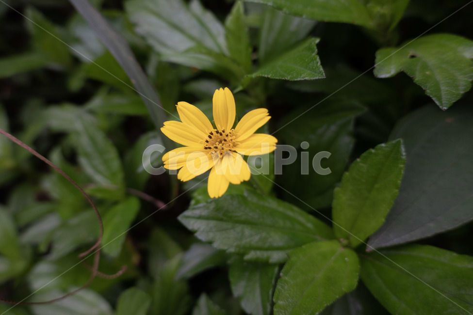 plant,식물,꽃,flower,blossom,봄,감성사진