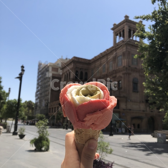 젤라또,유럽,세비야,아이스크림,장미아이스크림,디저트,간식,후식,dessert,snack