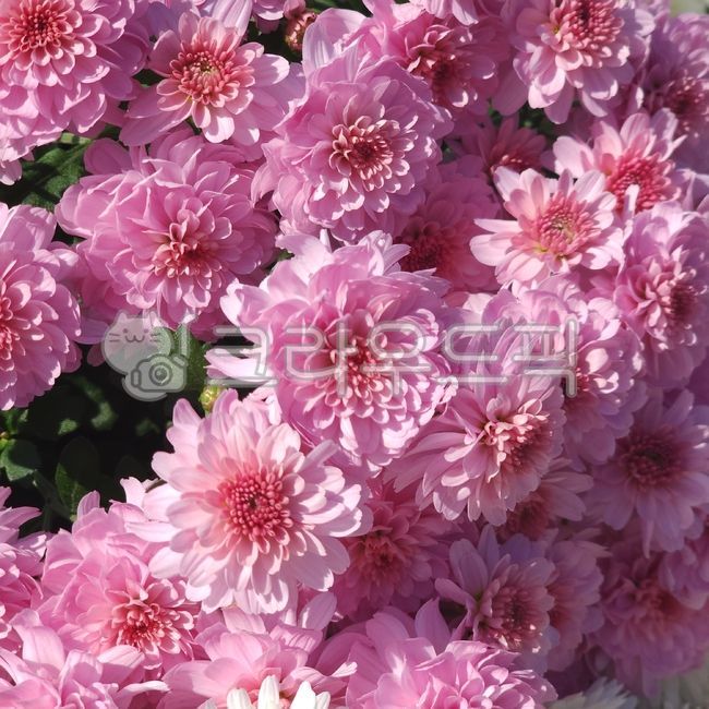 flower,꽃,petal,꽃잎,국화,자연,nature