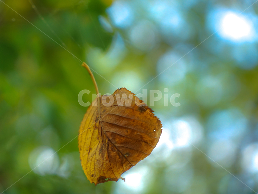 낙엽,단풍,가을,잎새,잎,나뭇잎,감성,자연,가을,계절,fall,autumn,season,veins,정맥,invertebrate,무척추 동물,insect,곤충,animal,동물,leaf,plant,식물