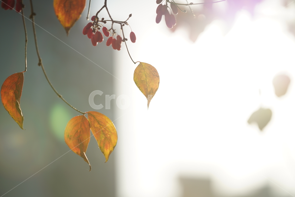 감성,빛,나뭇잎,식물,햇살,계절,풍경,햇빛,잎,나무,느낌,가을,계절,fall,autumn,season,식물,자연,plants,nature,휴식,힐링,rest,relaxation,healing,plant,leaf