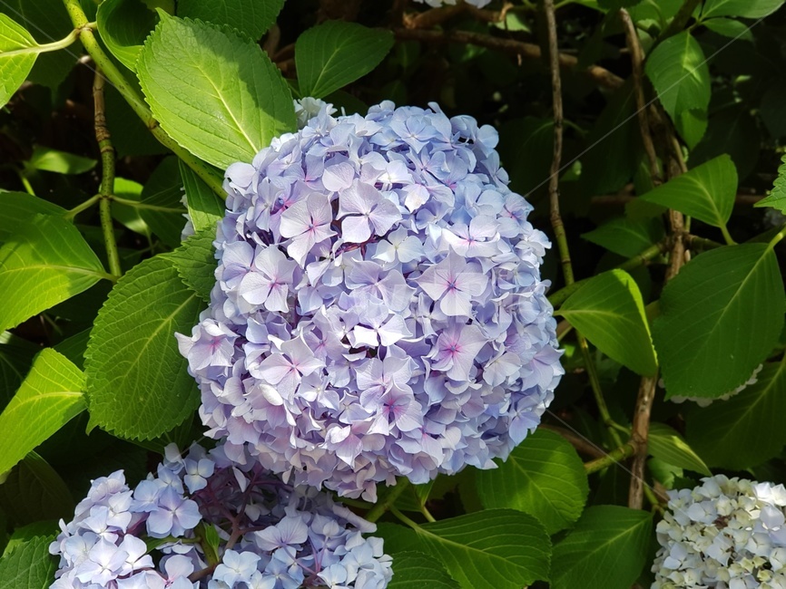 수국,꽃,수국축제,flower,여름,초여름,장마
