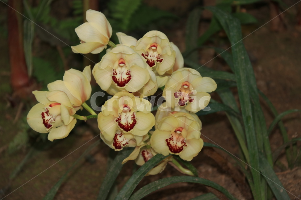 plant,식물,꽃,flower,자연,호접란,식물,자연,plants,nature,꽃,flower