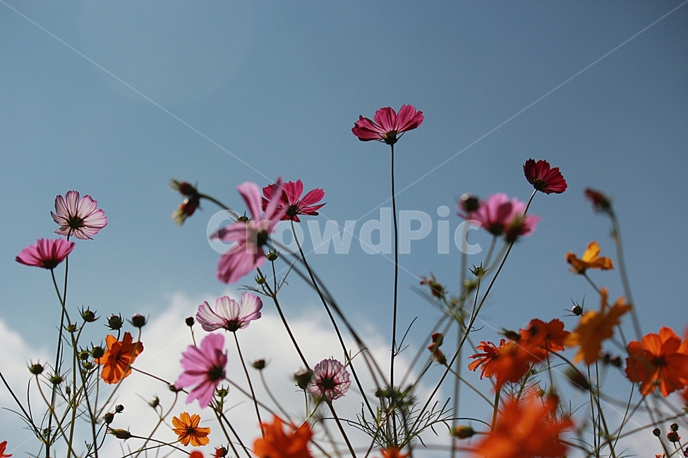 가을,하늘,코스모스,풍경,파란하늘,가을,계절,fall,autumn,season,식물,자연,plants,nature,꽃,flower,leaf,잎,plant,geranium,제라늄,blossom,petal,꽃잎